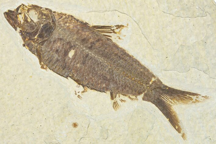 Detailed Fossil Fish (Knightia) - Wyoming #320295